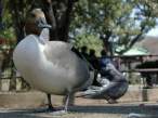 Duck.jpg