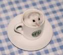 Coffe.jpg