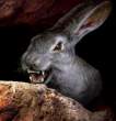 Evil Wabbit.jpg