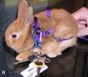 Rabbits Feet Key Chain.jpg