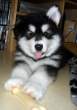 Huskey.jpg