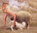 Sheep.jpg
