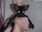 Wet Kitty!.jpg