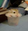 Cup.jpg