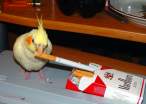 Bird Smoker.jpg