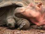 hippo_turtle_04.jpg