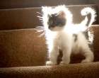 Fluffy.jpg