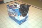 redneck pet carrier.jpg