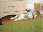 Wabbit laying around.jpg