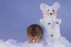 Snow mouse.jpg