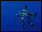 Fish.jpg