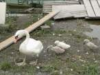 Swan.jpg