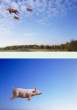 Flying pigs.jpg
