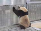 Panda.jpg