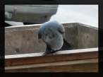 Trash bird.jpg