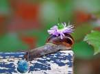 Snail.jpg