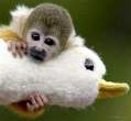 animal_babies2.jpg