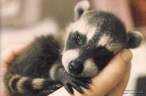 animal_babies6.jpg