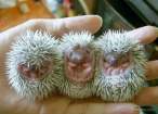 animal_babies10.jpg