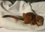 animal_babies13.jpg