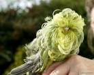 bird_with_hair_lotion5.jpg
