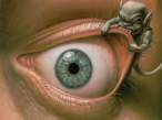Eye.jpg