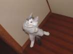 Kitty attack.jpg