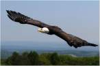 Eagle.jpg
