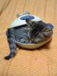 Kitty.jpg