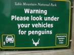 Penguins.jpg