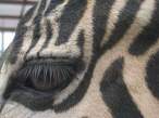 Black stripes.jpg