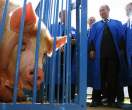 Pig.jpg