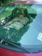 Sex in the car [18+].jpg