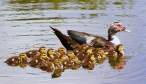 Duckies.jpg