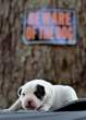 Beware of the dog.jpg
