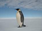 Penguin.jpg