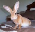 Wabbit.jpg