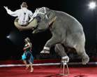 Elephant.jpg