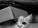 Boxed.jpg