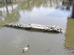 Turtles on the loose.jpg
