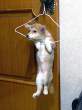 Hanging.jpg