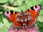 Butterfly.jpg