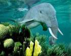 Elephin.jpg