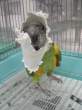 Parrot.jpg
