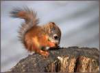 A baby squirell.jpg
