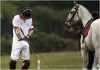 Horse.jpg