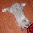 Wabbit.jpg