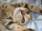 Kitty.jpg