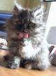 Lick.jpg