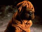 Towel dog.jpg